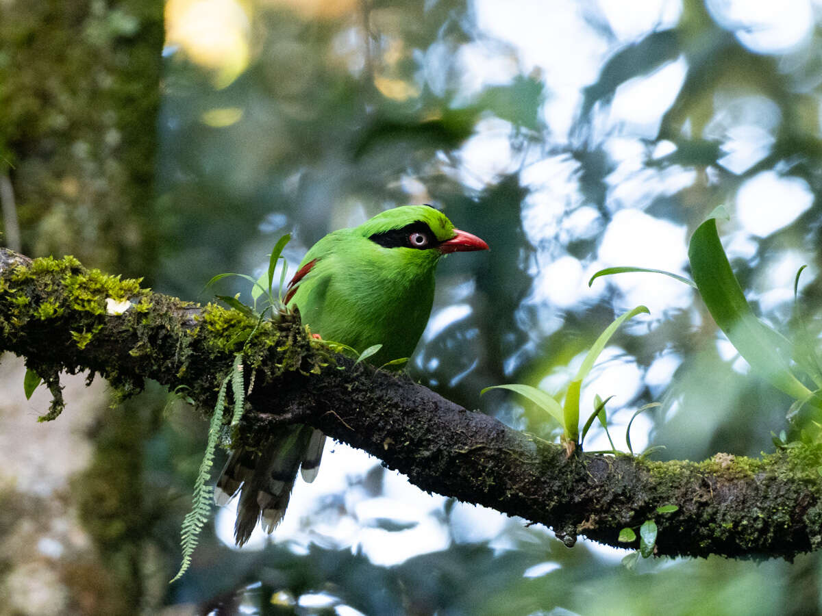Image of Bornean Green Magpie