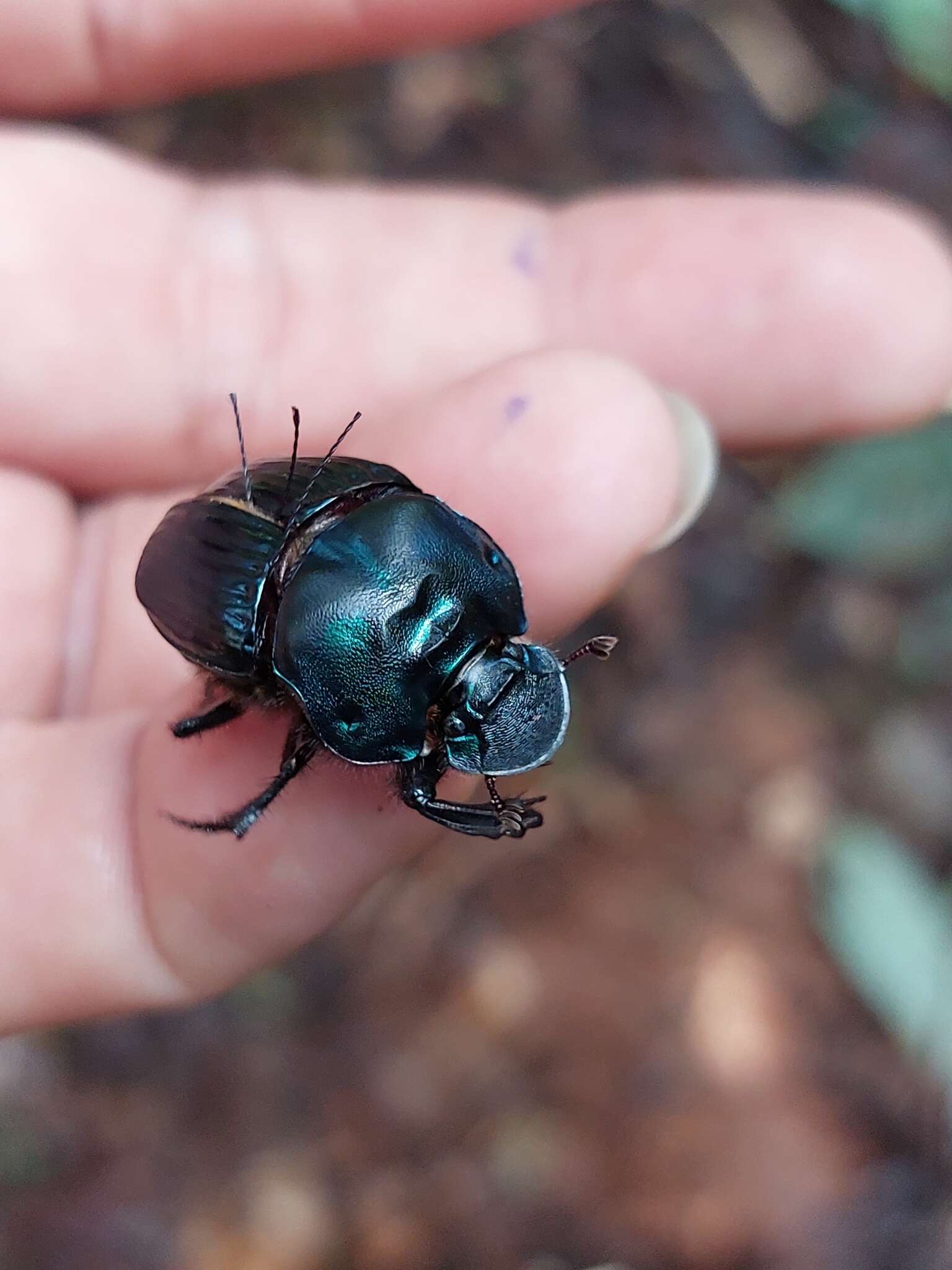 Imagem de Phanaeus (Phanaeus) howdeni Arnaud 1984