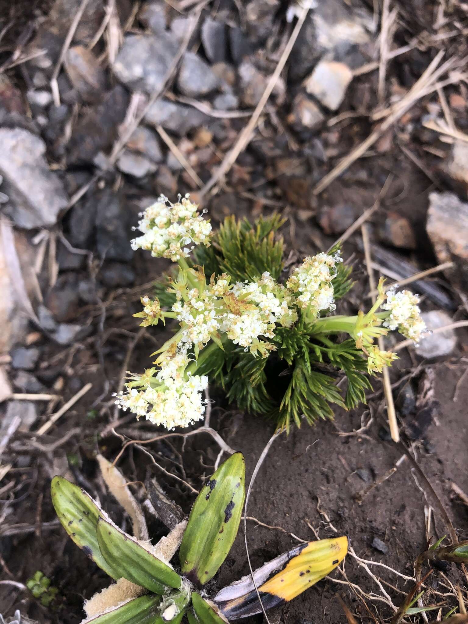 Aciphylla dissecta (T. Kirk) W. R. B. Oliv.的圖片