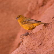 Image of Monte Yellow Finch