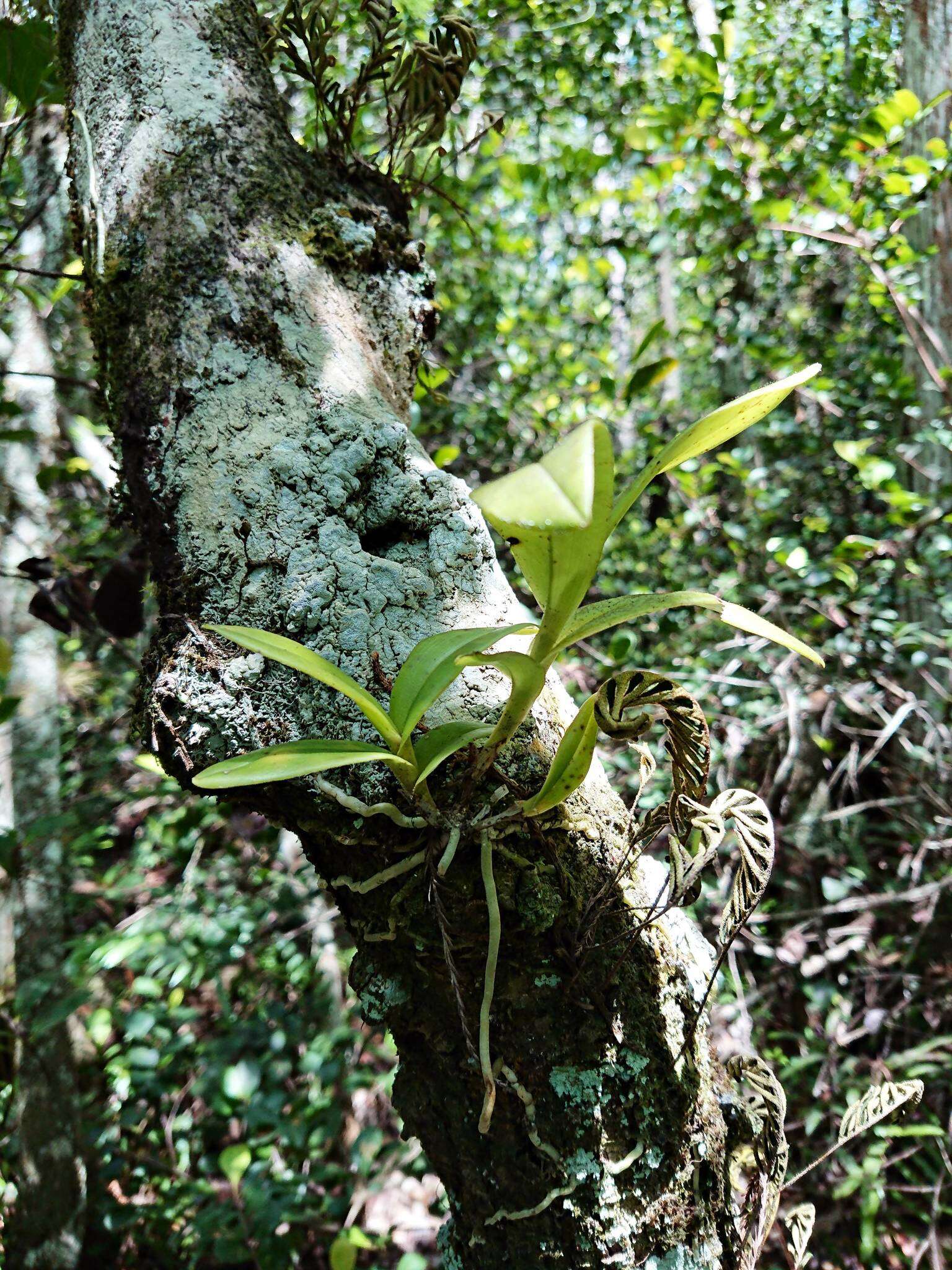 Image of big-mouth star orchid