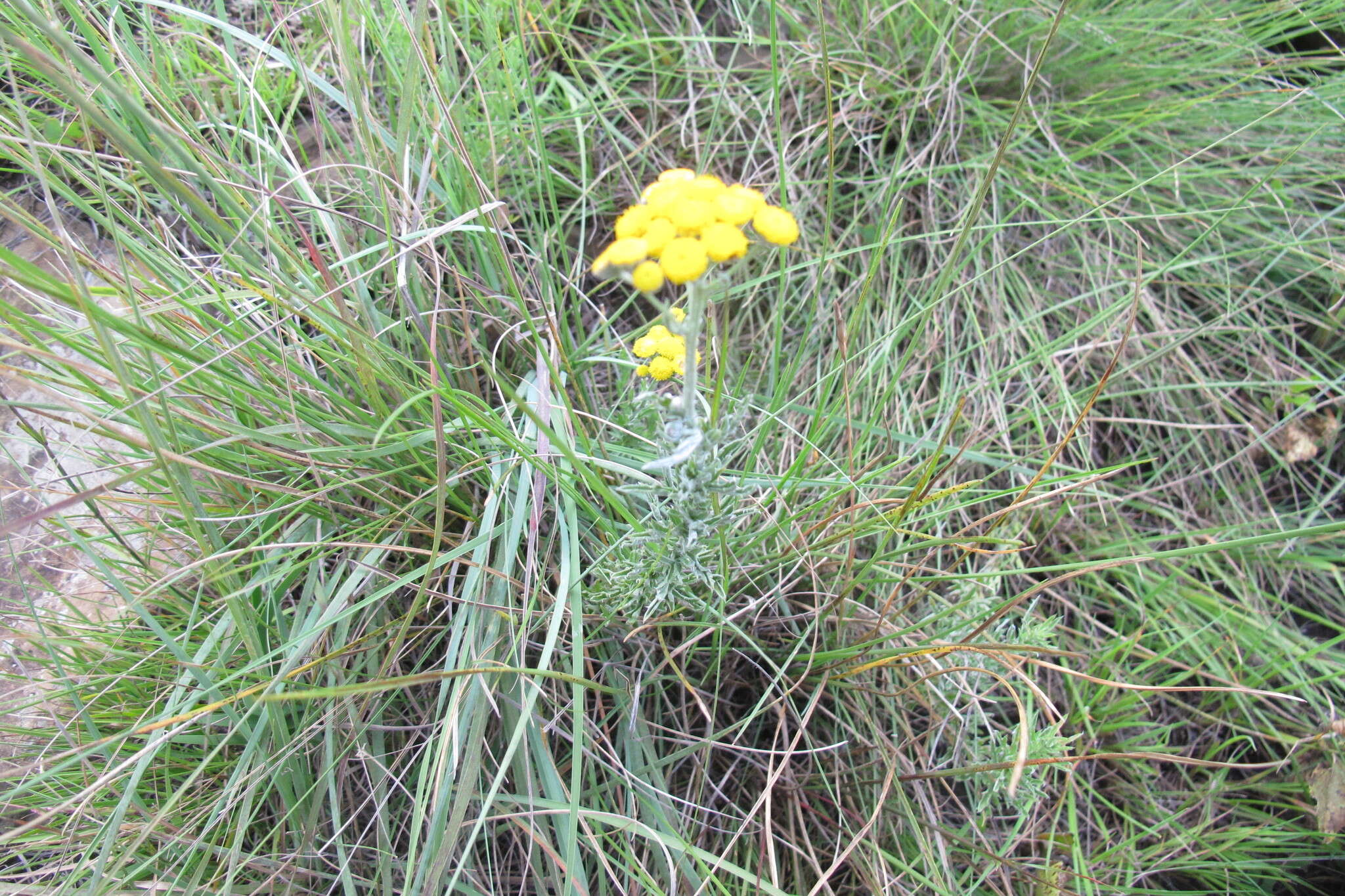 Image of Schistostephium crataegifolium (DC.) Fenzl ex Harv. & Sond.