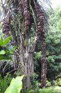 Image of raffia palm