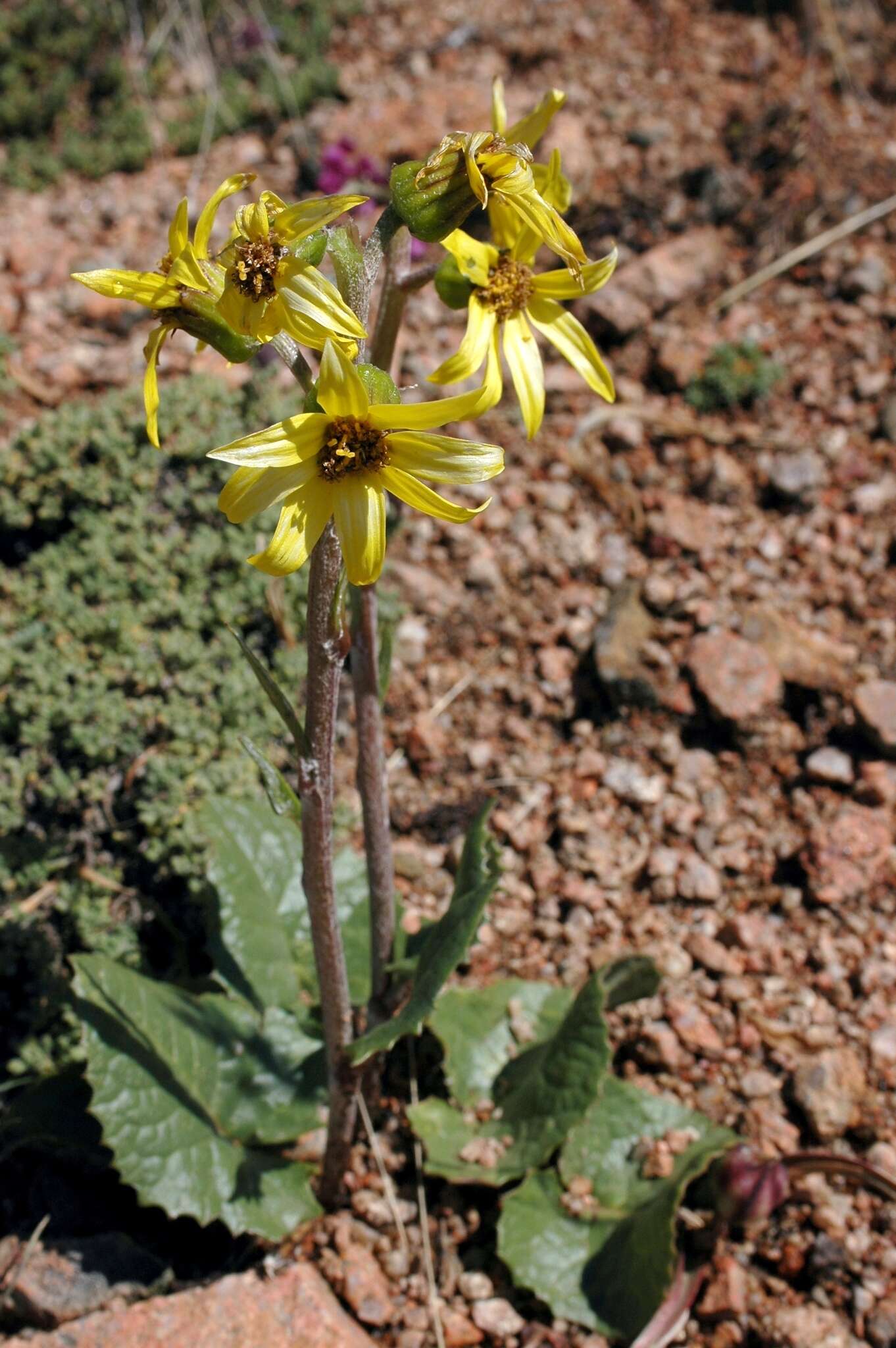 Image of Ligularia narynensis (C. G. A. Winkl.) O. Fedtsch. & B. Fedtsch.