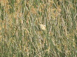 Image of Stripe-backed Bittern