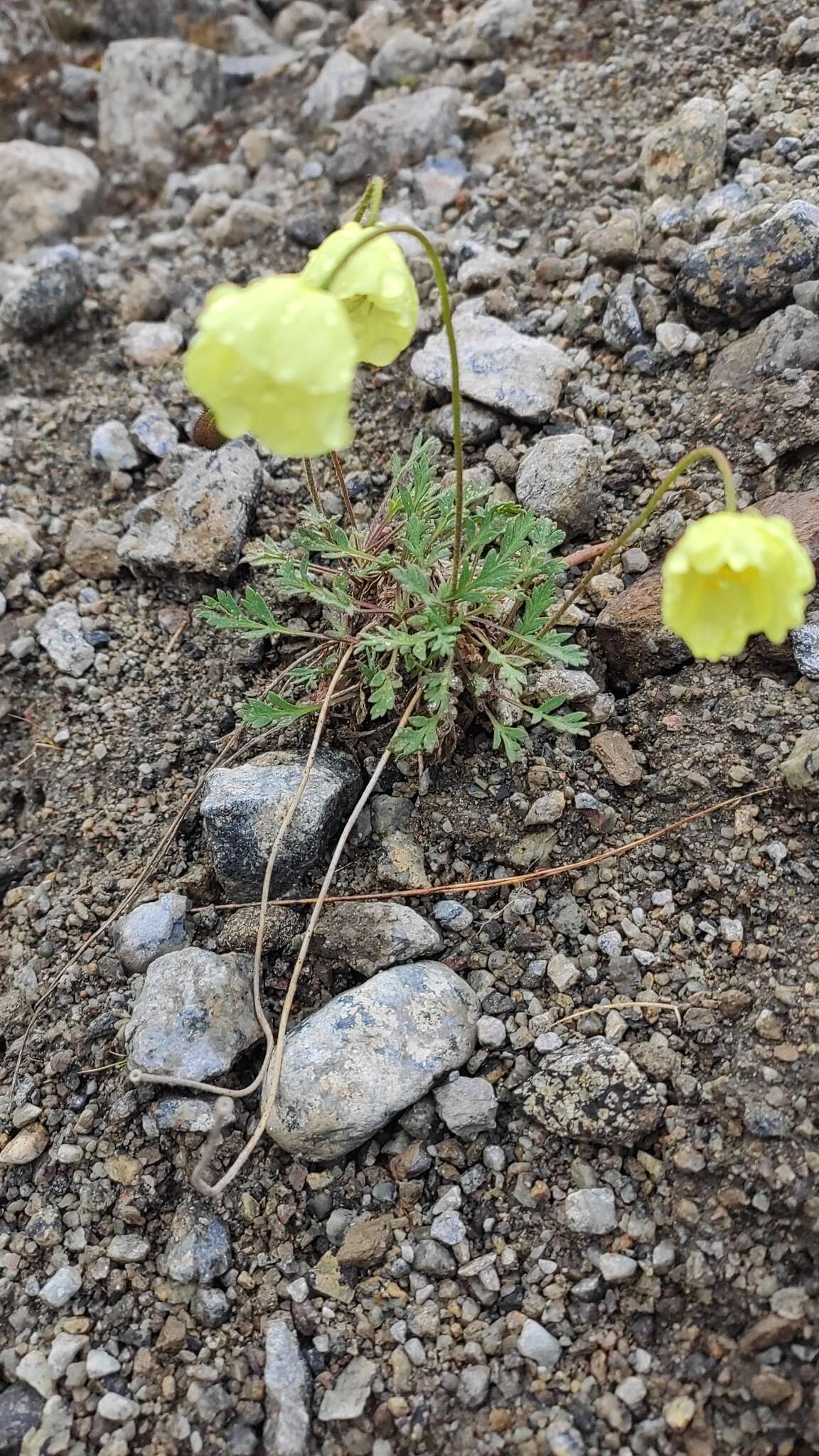 Image of Lapland poppy