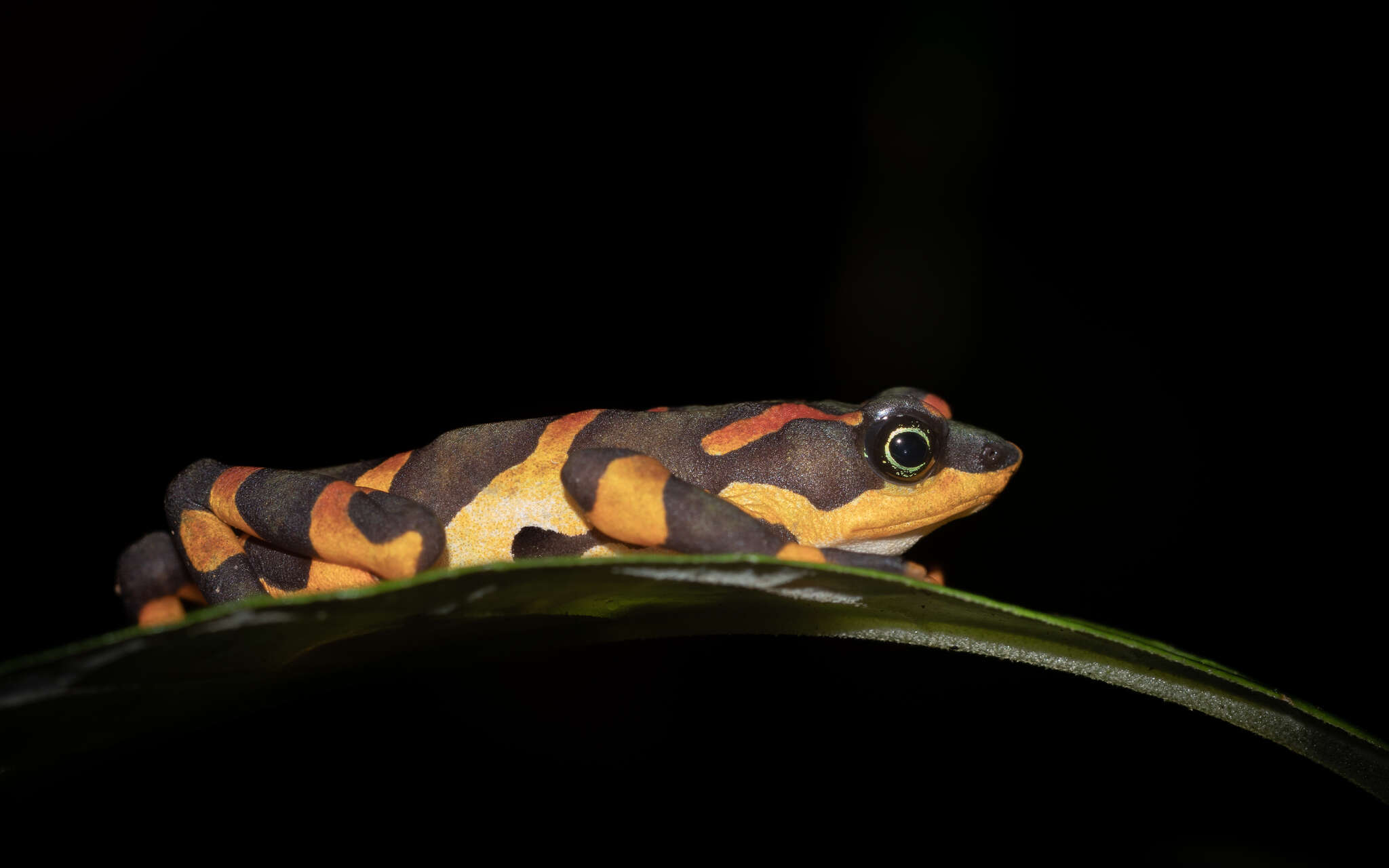 Image of Clown Frog