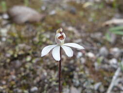 Caladenia fuscata (Rchb. fil.) M. A. Clem. & D. L. Jones的圖片