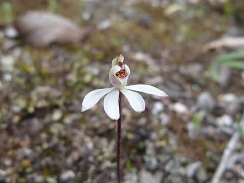 Image de Caladenia fuscata (Rchb. fil.) M. A. Clem. & D. L. Jones