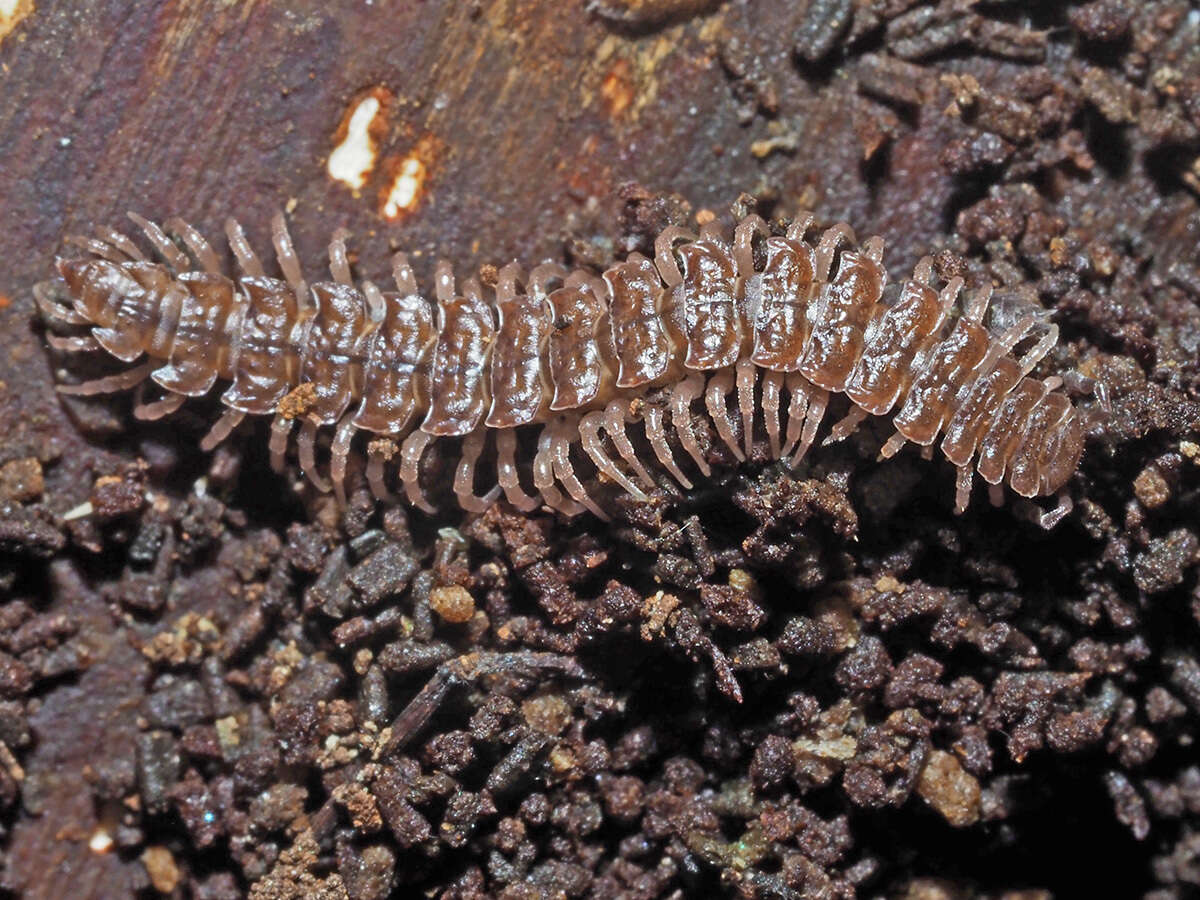 Image of Flat-backed millipede