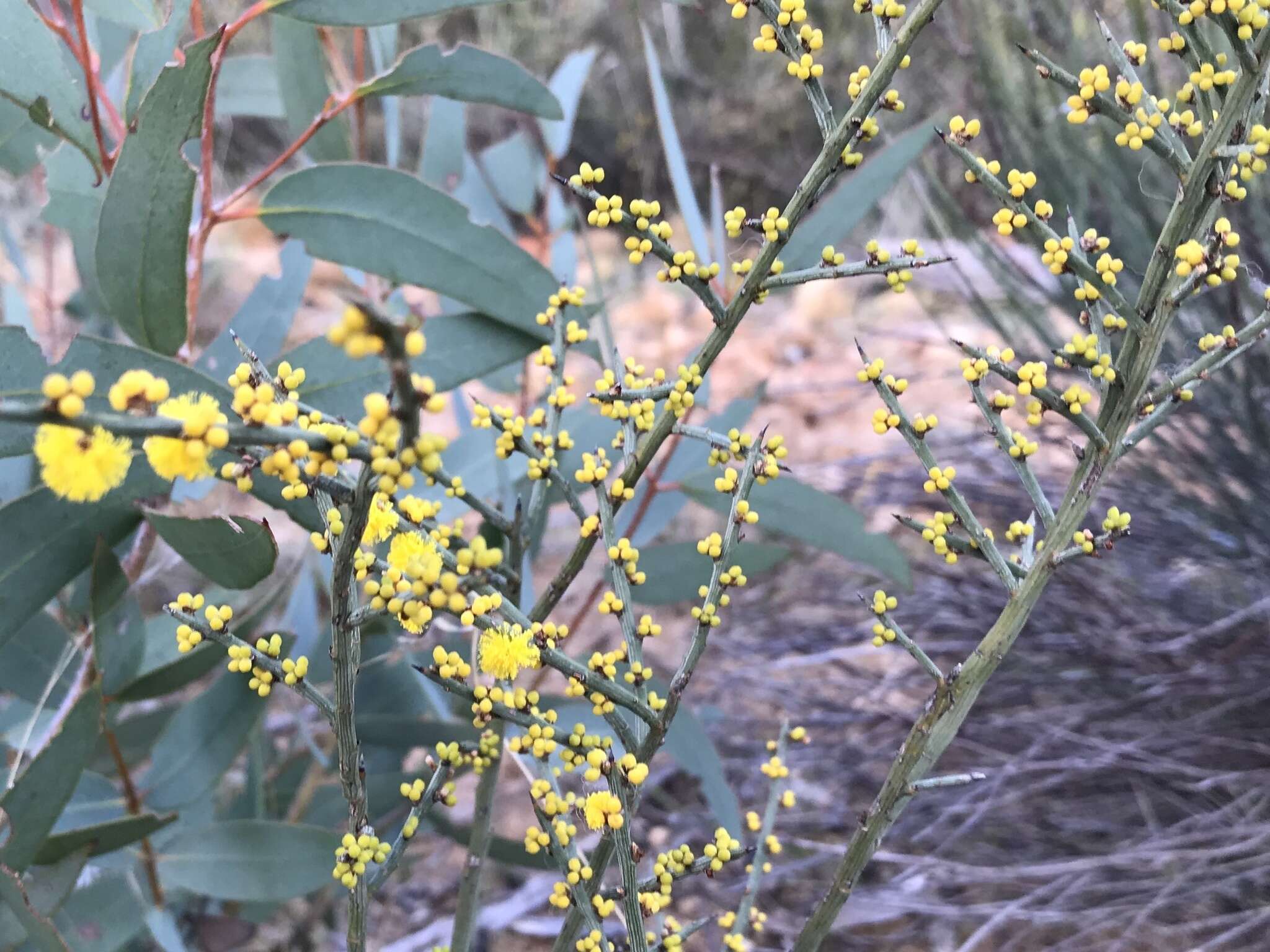 Image of spiny wattle