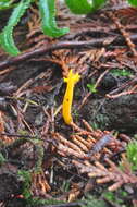 Image of Calocera viscosa (Pers.) Fr. 1821