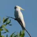 Image of Cacatua galerita fitzroyi (Mathews 1912)