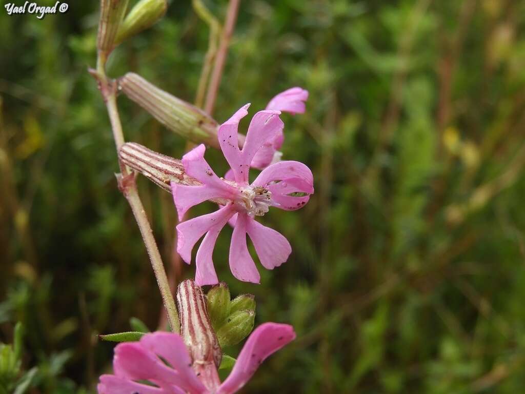 Image of Silene colorata Poir.