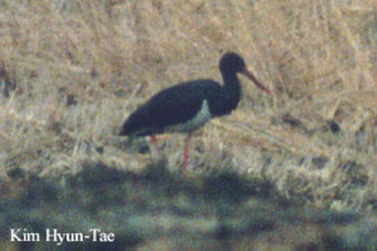 Image of Black Stork