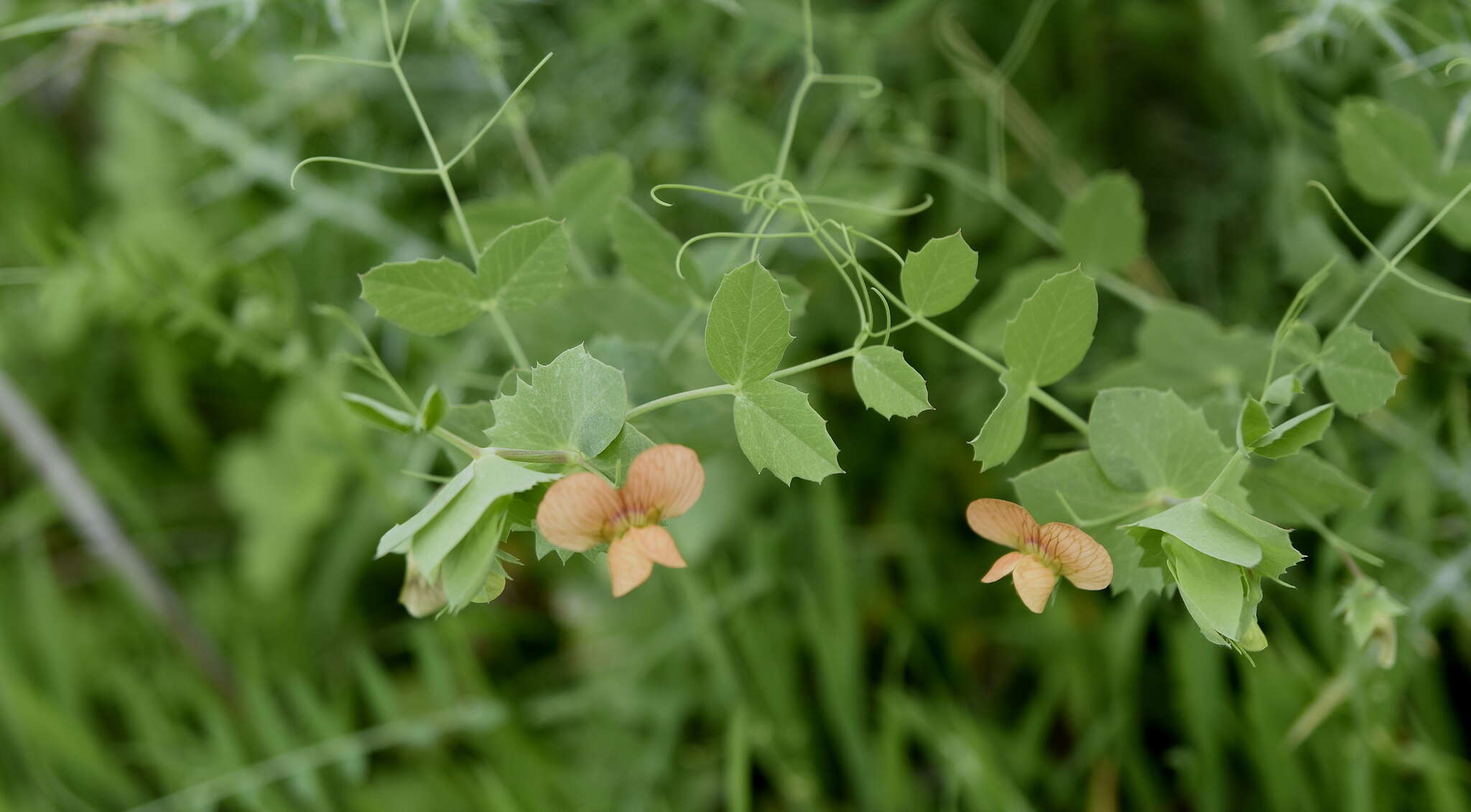 Image of tawny pea