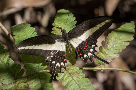 Image of Hector's swallowtail butterfly