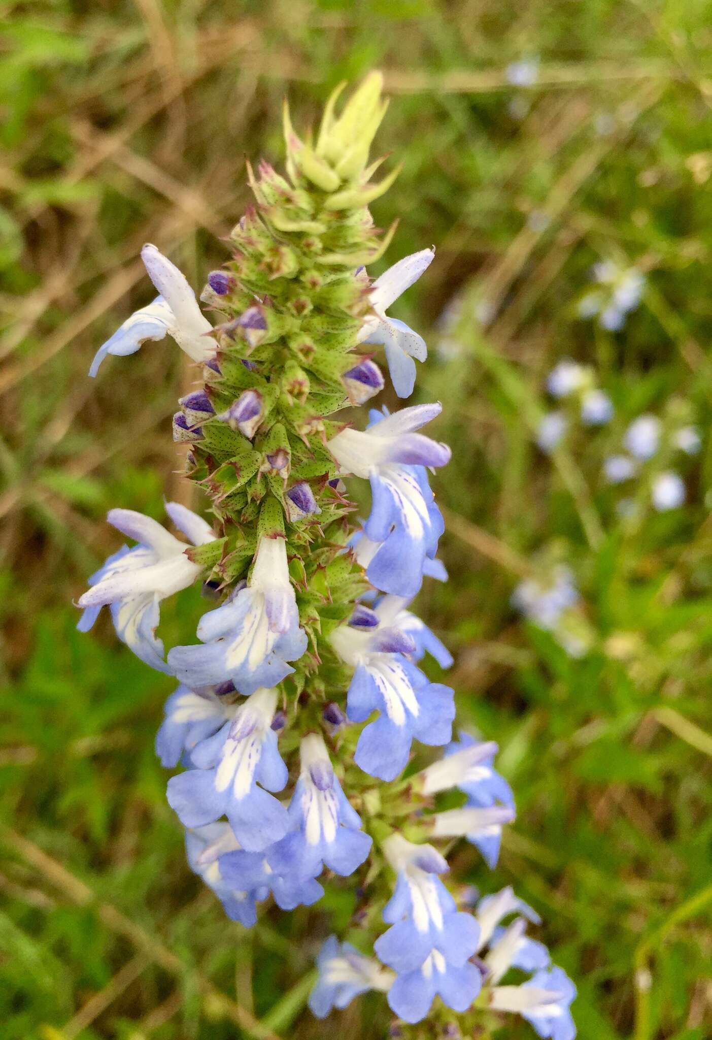 Imagem de Salvia uliginosa Benth.