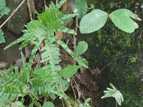 Image of Pteris heteromorpha Fée