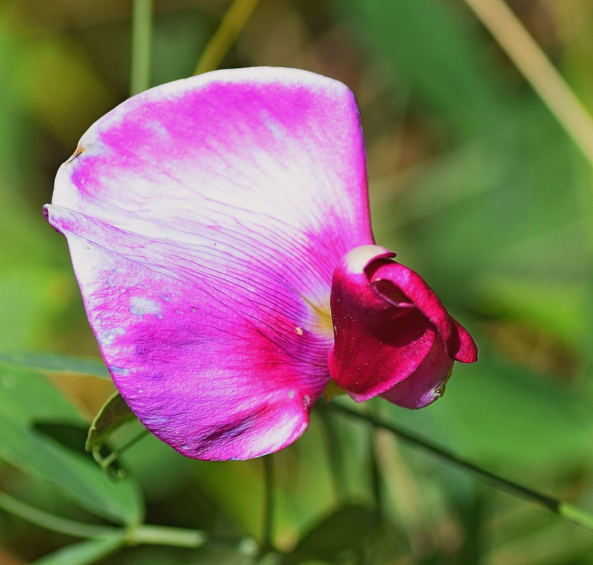 Image of Everlasting-Pea