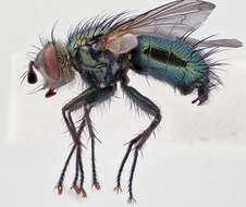 Image of Chrysosomopsis aurata (Fallén 1820)