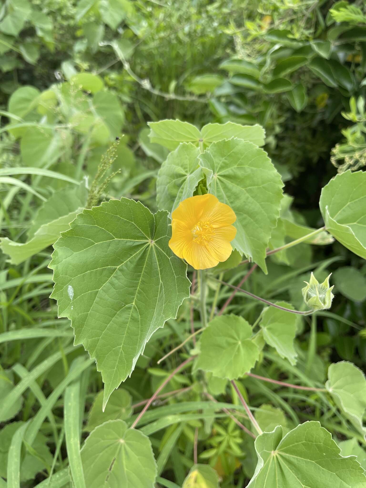 Image of Abutilon grandiflorum G. Don