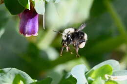 Image of Van Dyke Bumble Bee