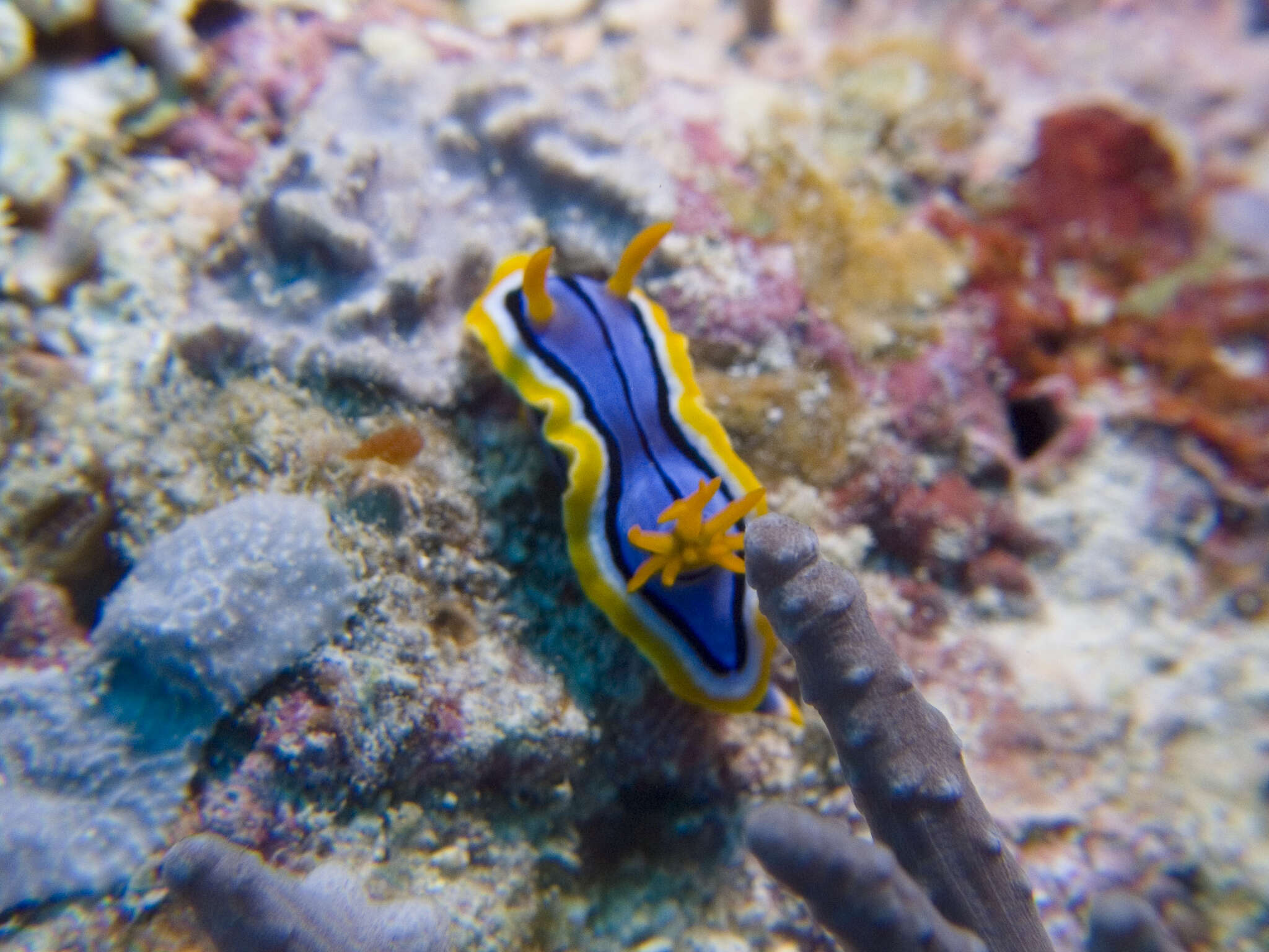 Image of Chromodoris elisabethina Bergh 1877