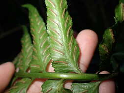 Image of Asplenium wrightii Eaton ex Hook.