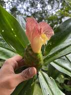 Imagem de Costus glaucus Maas