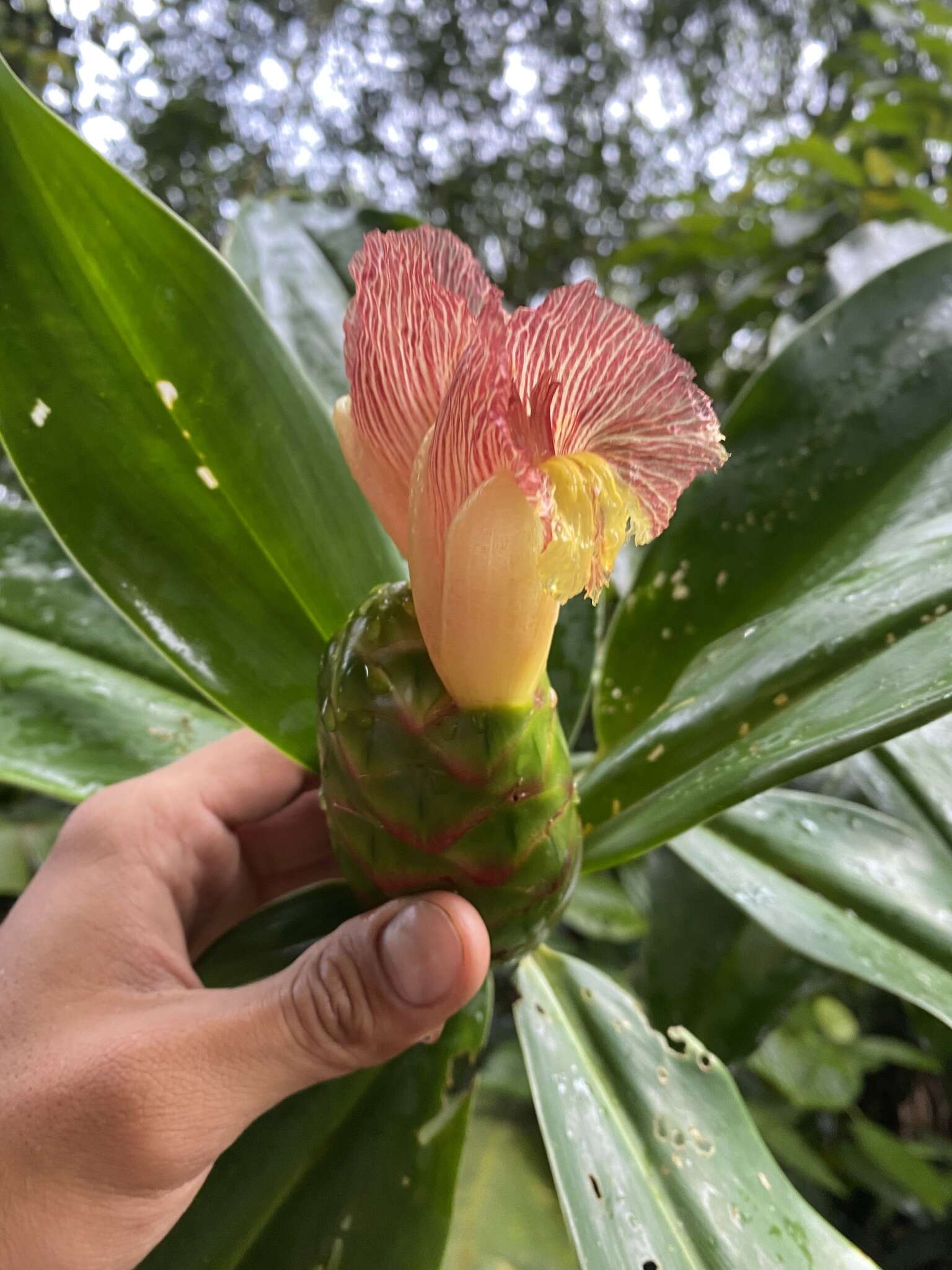 Imagem de Costus glaucus Maas