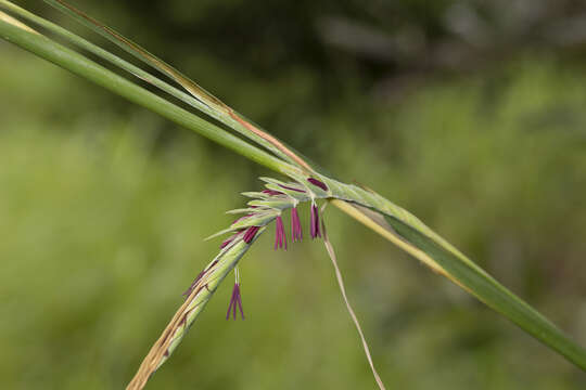 Image of Heteropogon triticeus (R. Br.) Stapf ex Craib