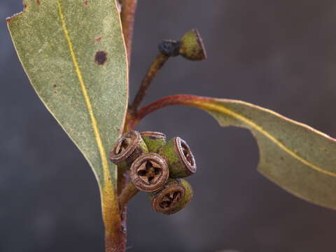 Image of Eucalyptus kitsoniana Luehm. ex Maiden