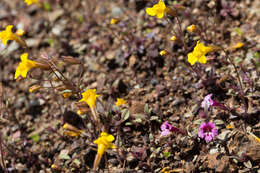 Image of Bare Monkey-Flower