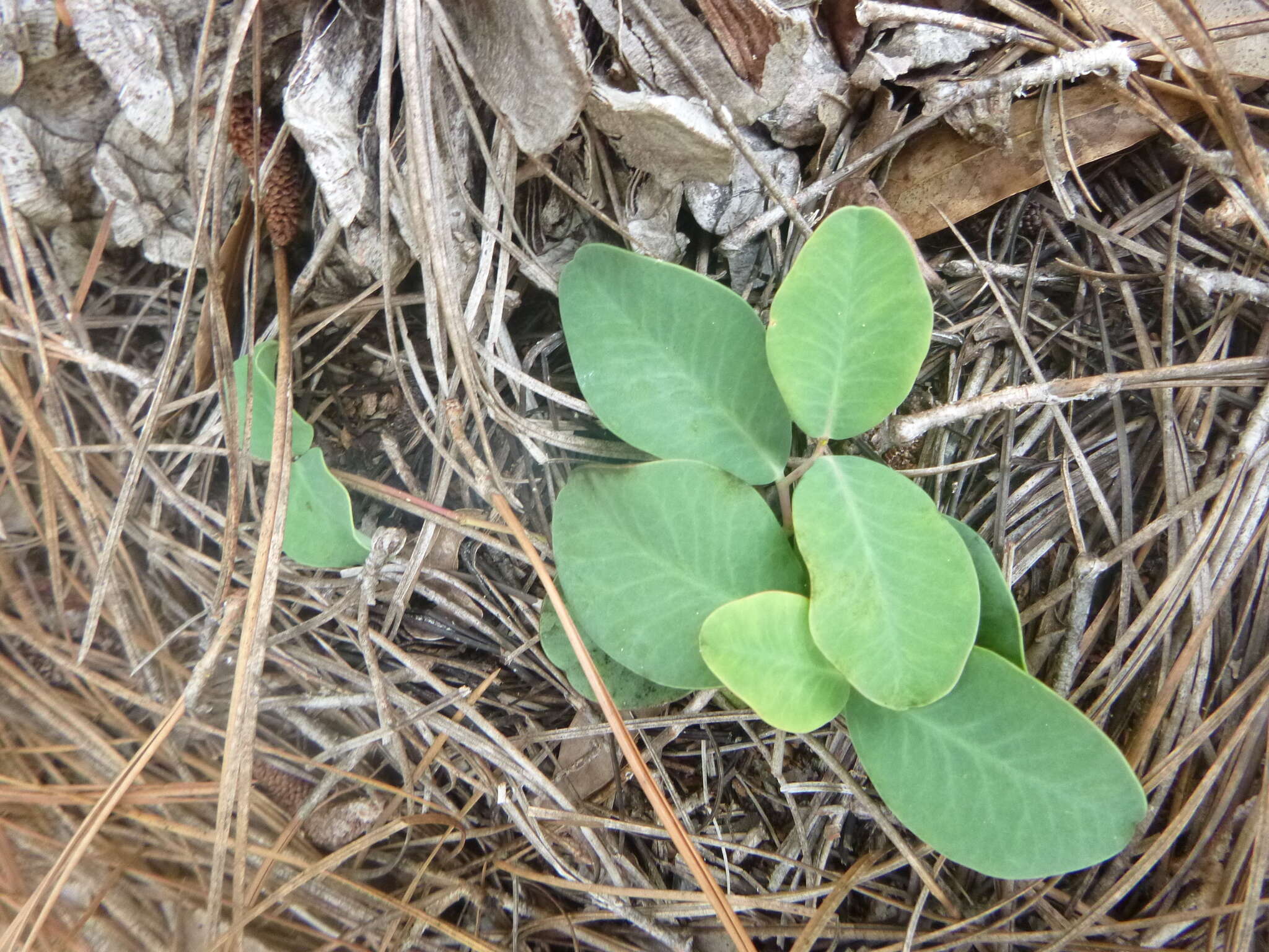 Слика од Euphorbia ipecacuanhae L.