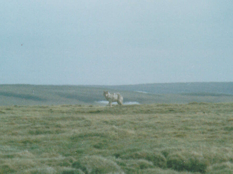 Image of Tundra Wolf
