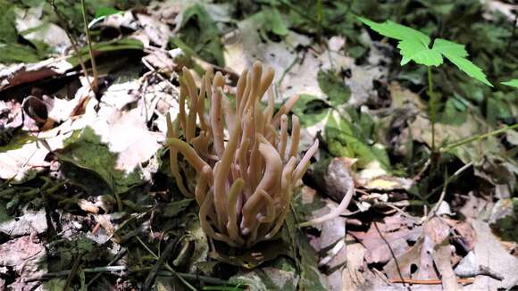 Image of Clavaria fumosa Pers. 1796