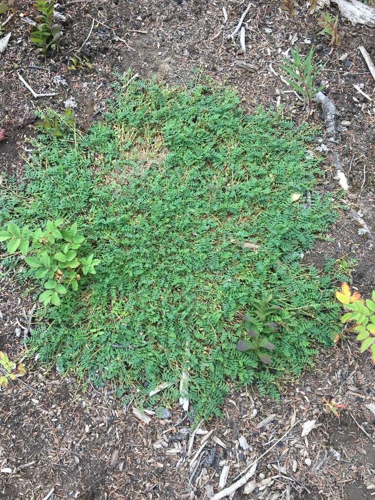 Image of Bodin's Milk-Vetch