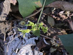 Plancia ëd Ipomoea ampullacea Fern.