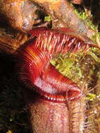 Слика од Nepenthes lowii Hook. fil.