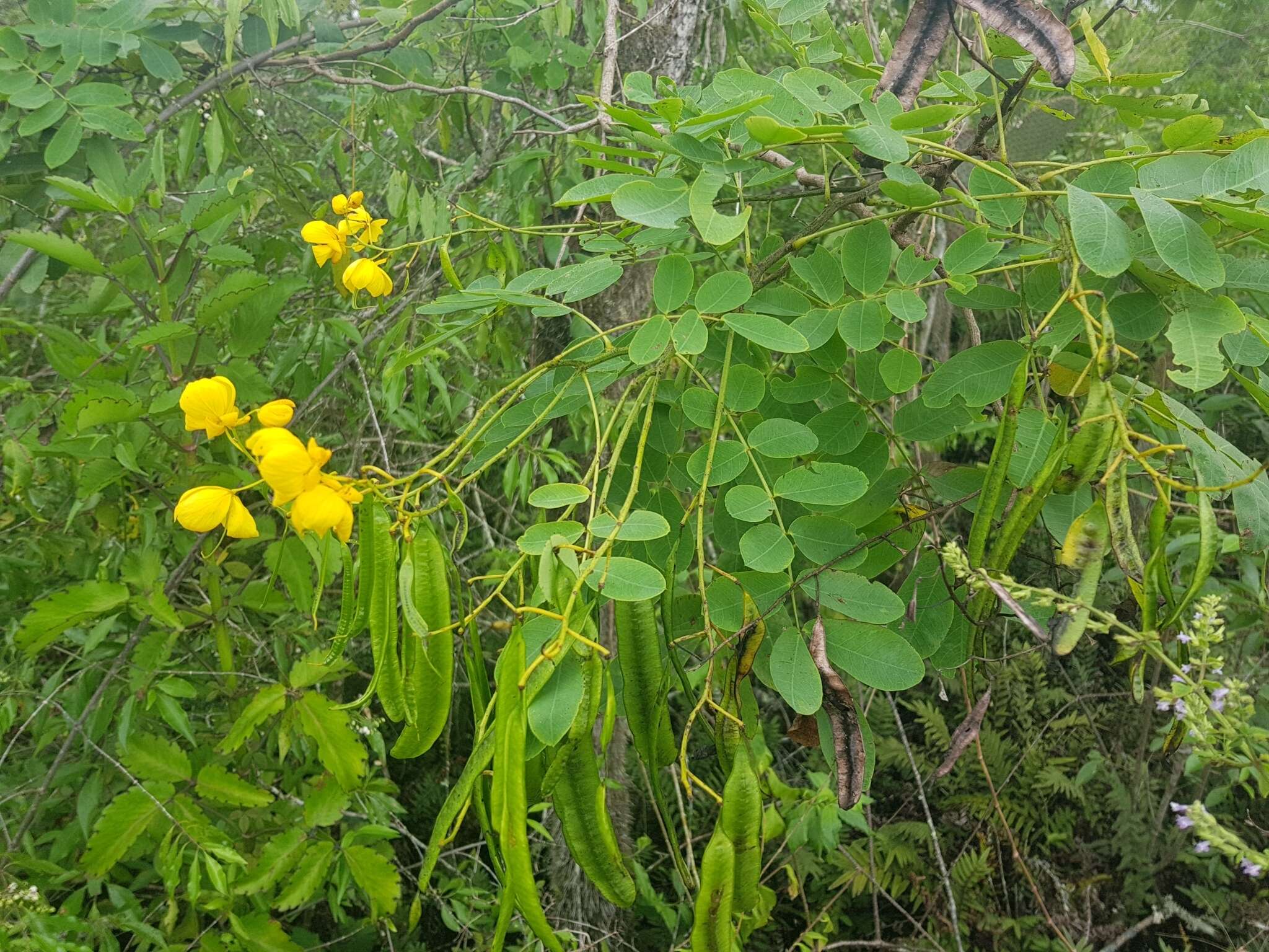 Image de Senna pistaciifolia (Kunth) H. S. Irwin & Barneby