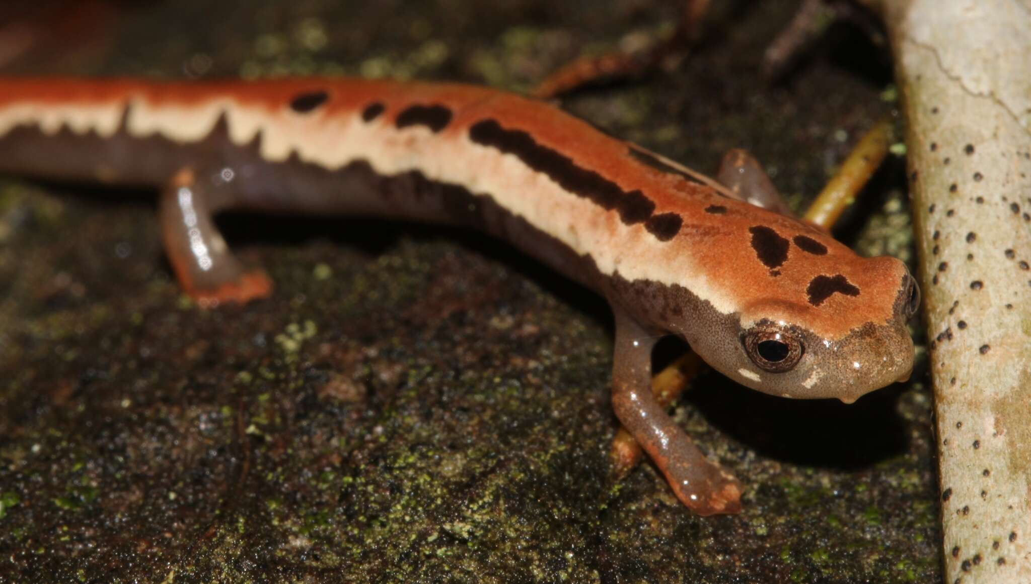 Image of Black-and-Gold Salamander