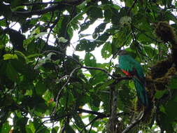 Image de Quetzal doré