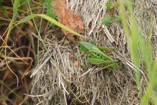 Imagem de Decticus verrucivorus verrucivorus (Linnaeus 1758)