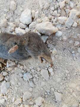 Image of Yucatan Small-eared Shrew