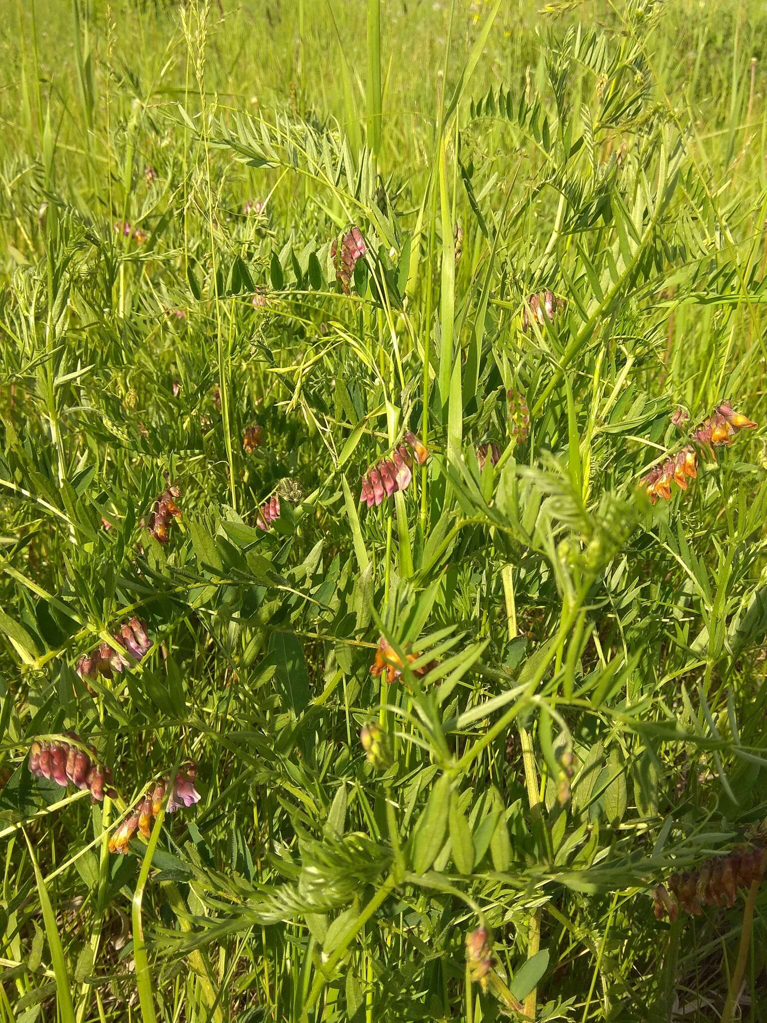 Imagem de Vicia megalotropis Ledeb.