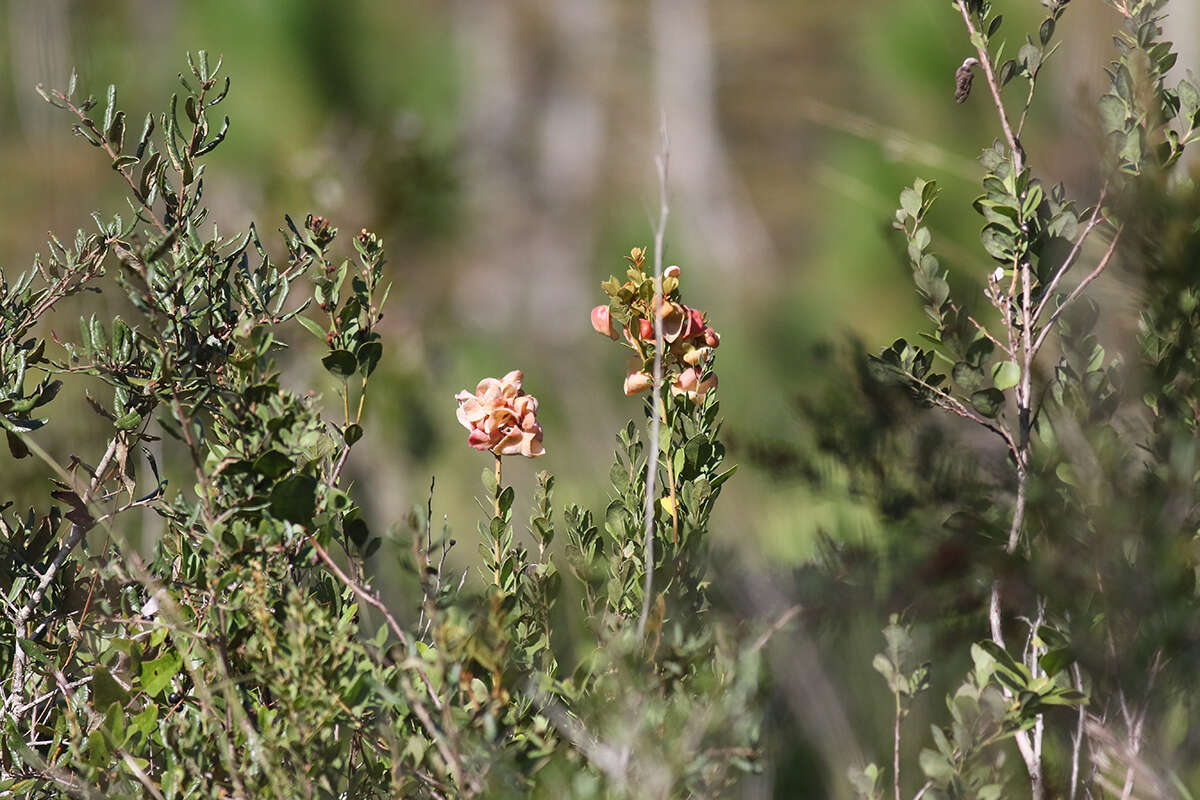 Image of Exobasidium ferrugineae Minnis, A. H. Kenn. & N. A. Goldberg 2012