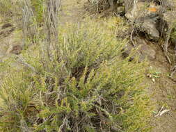 Image of Margyricarpus alatus Gillies ex Hooker & Arnott
