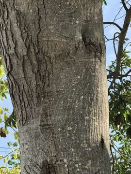 Image of Florida fishpoison tree