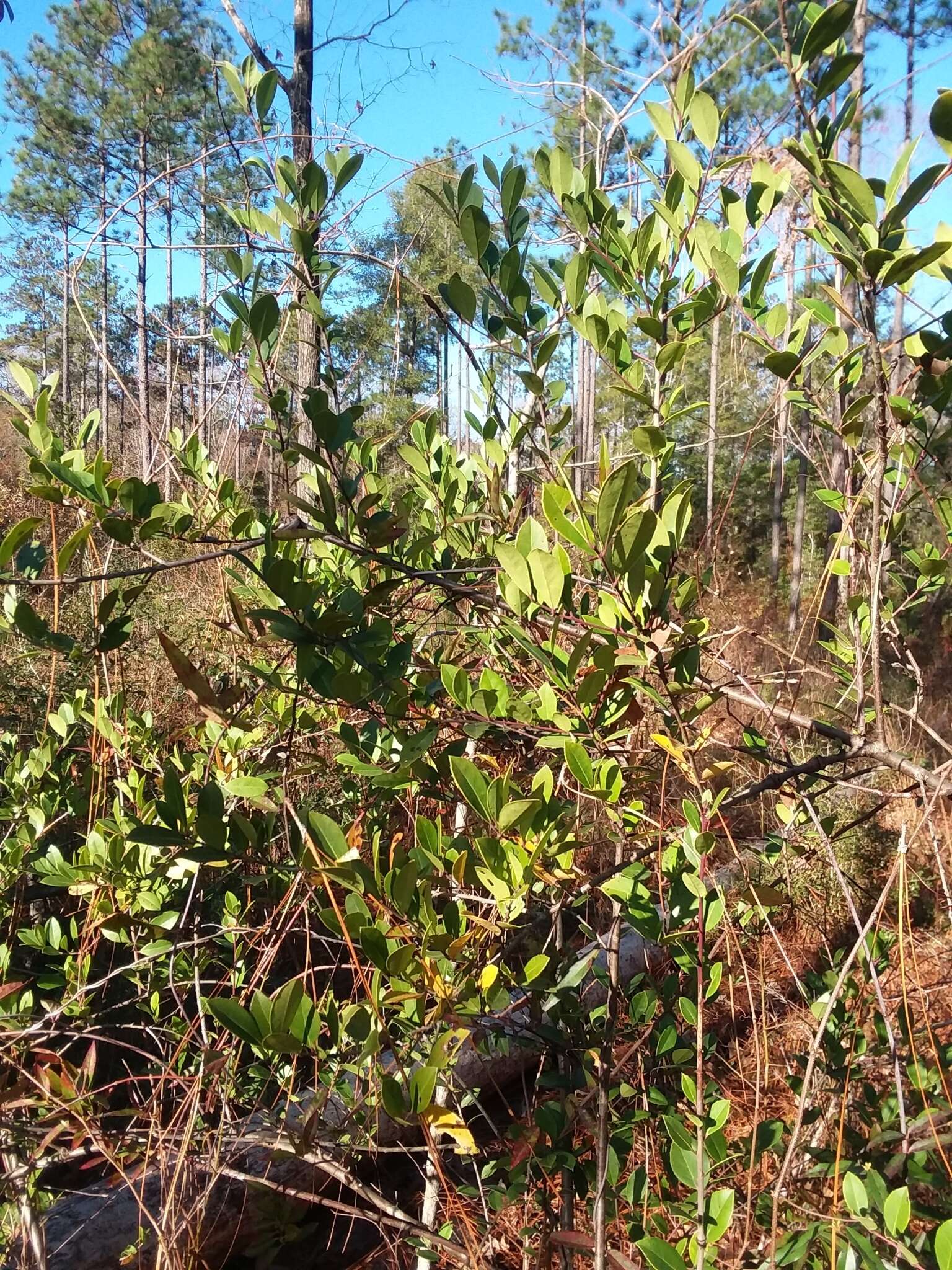 Image of large gallberry